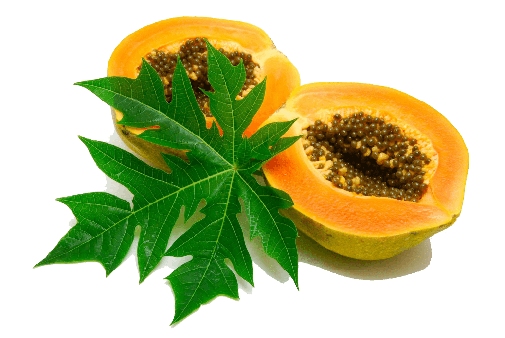 Papaya